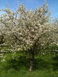 Blühende Kirschbäume1 2011-04