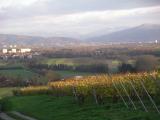 Weinberge blick_frei2