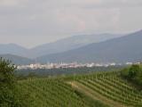 Weinberge blick_frei3