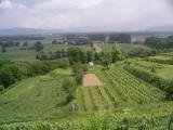 Weinberge blick_freib