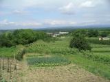 Weinberge blick_unkit