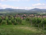 Weinberge blick_vogel