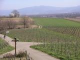 Weinberge blick_walth