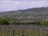 Weinberge blick_wasen