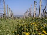 Weinberge macro_blick